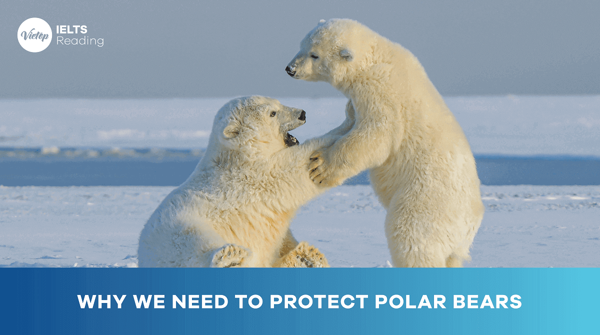 Reading Practice Why we need to protect polar bears