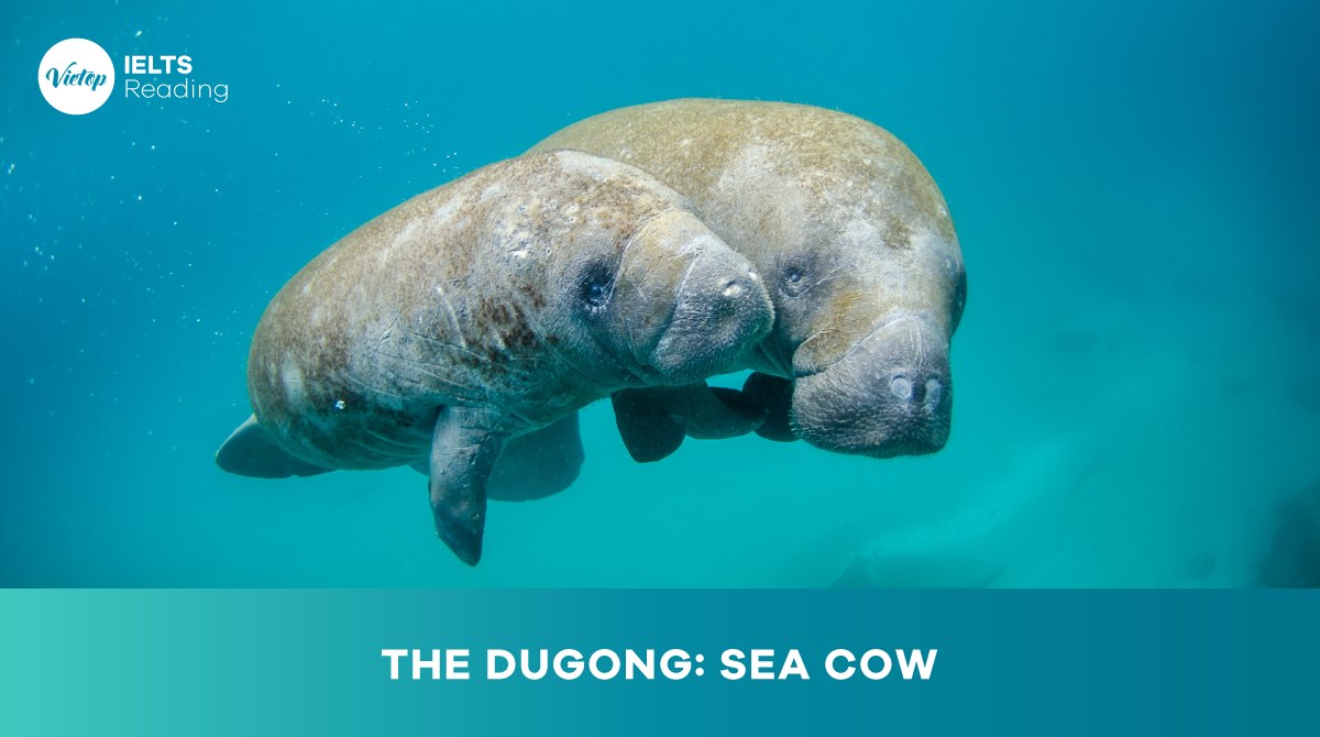 The dugong: sea cow