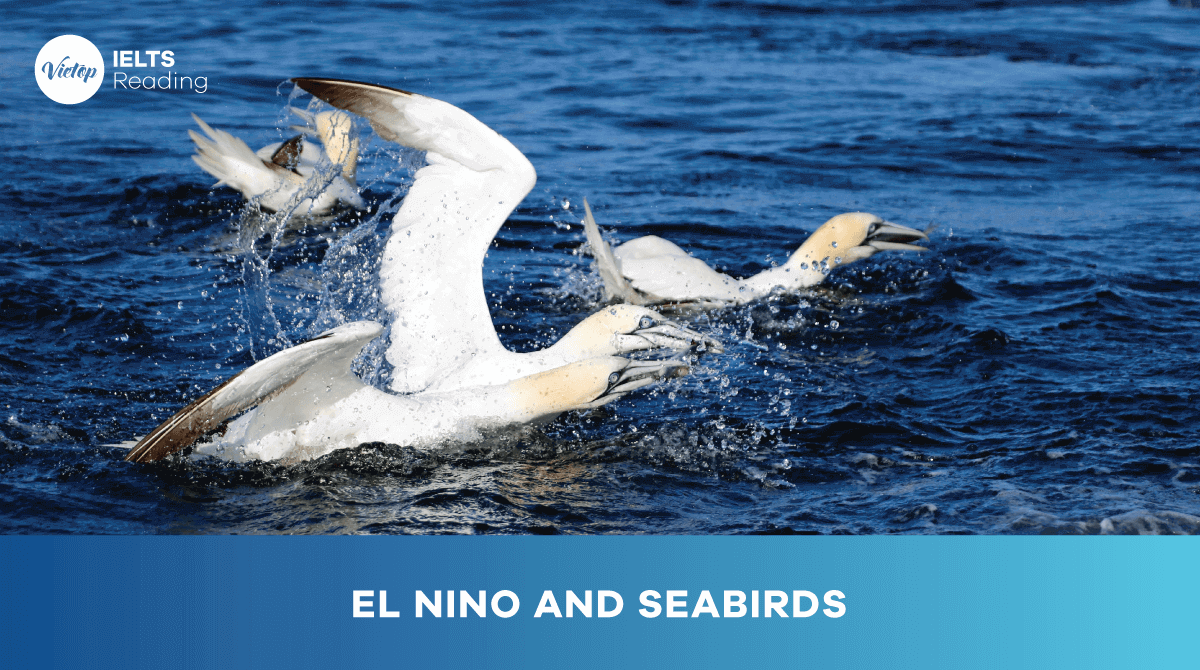 Reading Practice El Nino and Seabirds