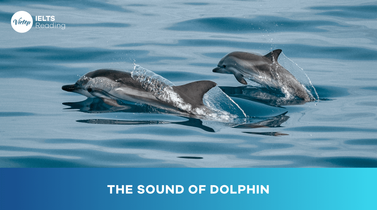 Reading Practice The Sound of Dolphin