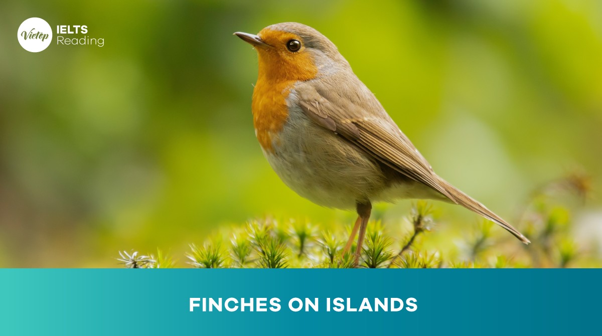 Finches on Islands