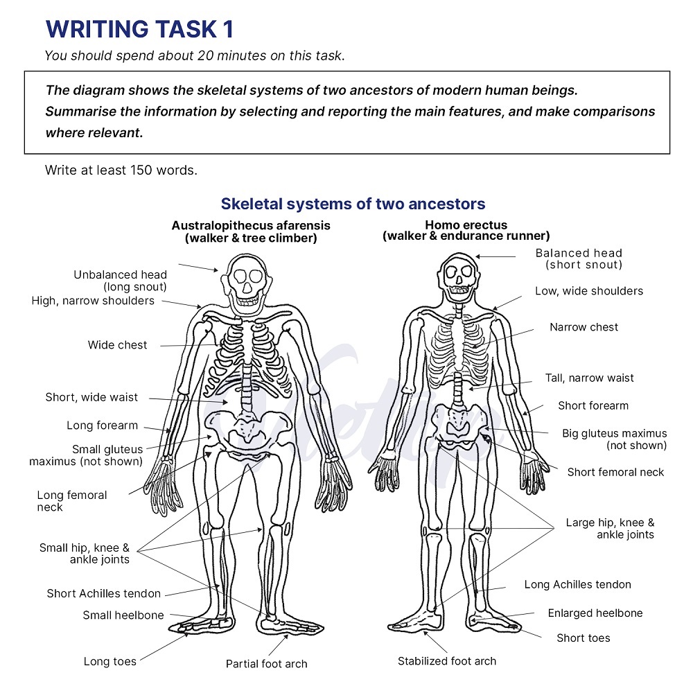 IELTS Writing practice test: Skeletal Systems Of Two Ancestors