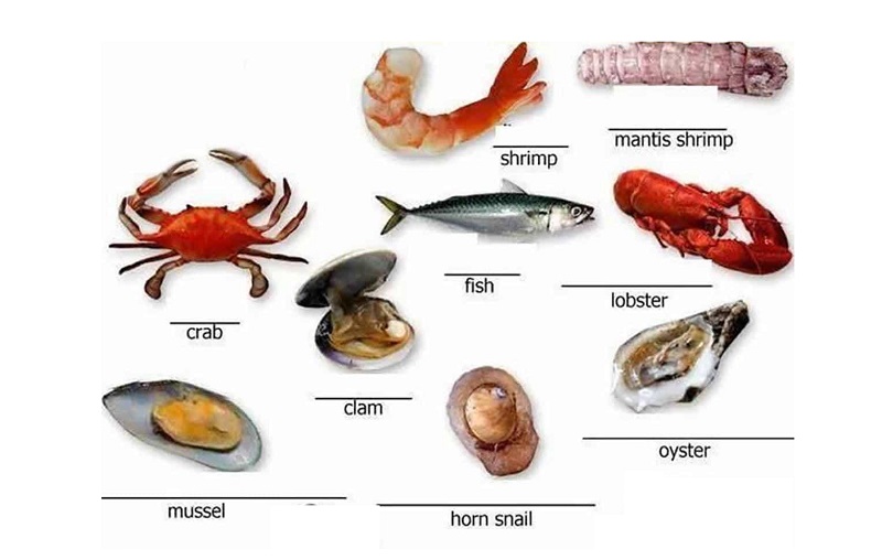 Một số loại hải sản