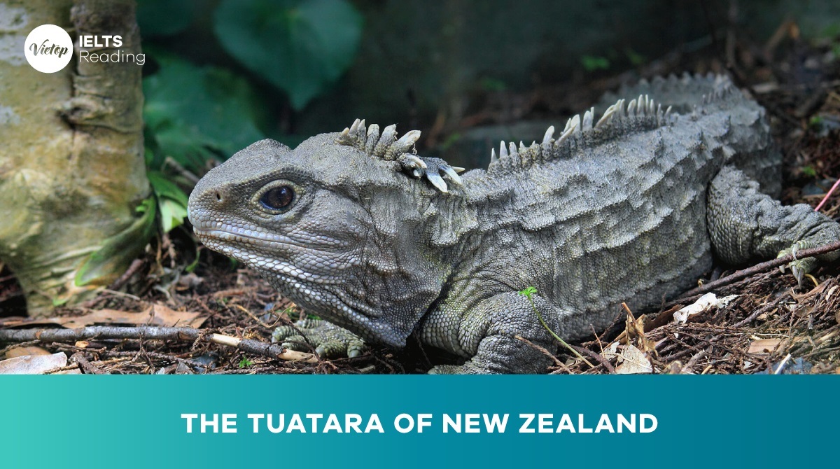 Reading Practice: The Tuatara of New Zealand