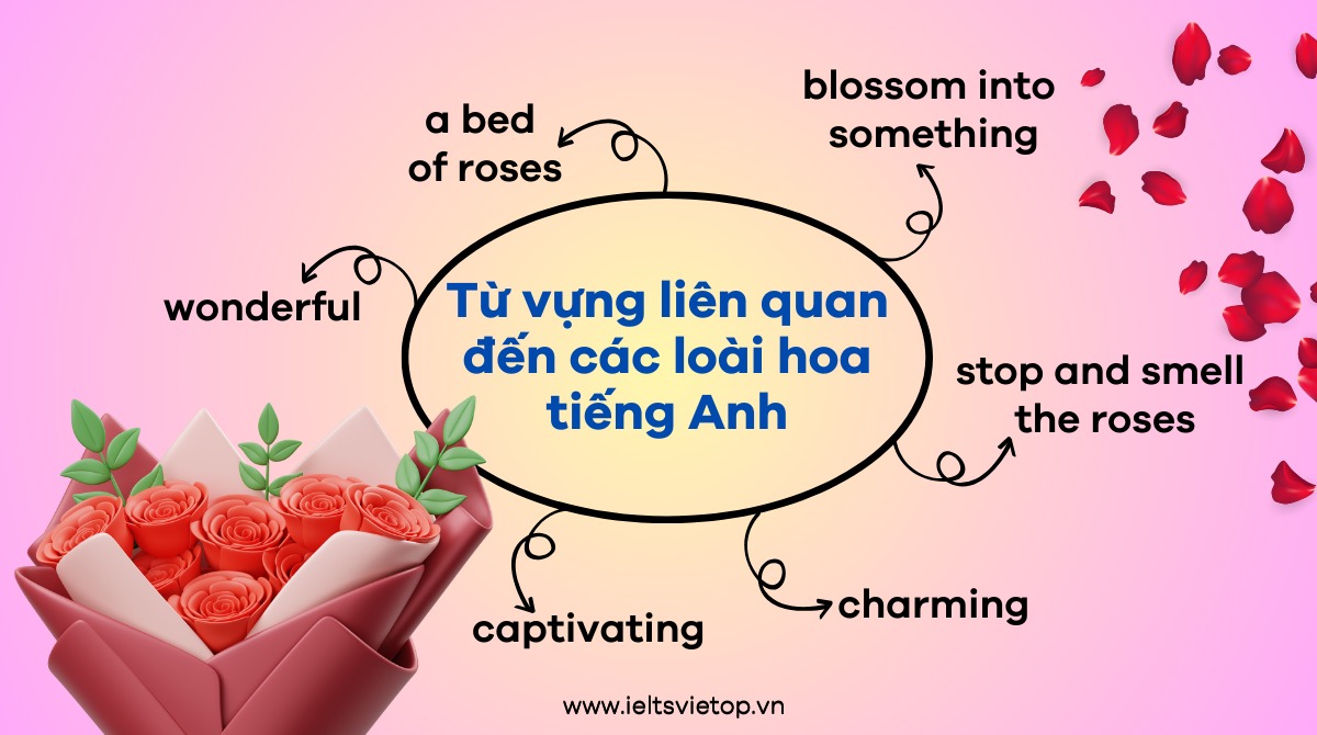 Từ vựng liên quan đến các loài hoa