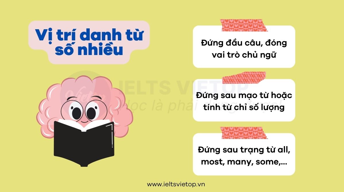 Vị trí của danh từ số nhiều