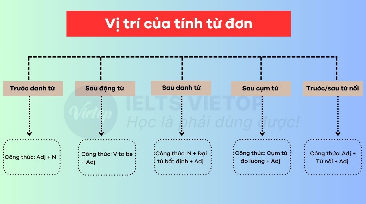 Vị trí của tính từ đơn