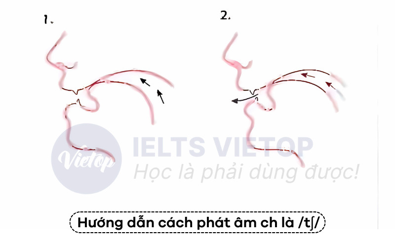 Cách phát âm ch là /tʃ/