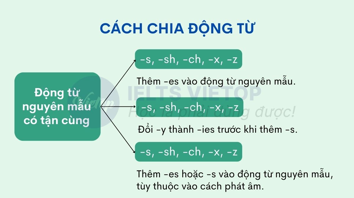 Cách thêm es và s vào động từ