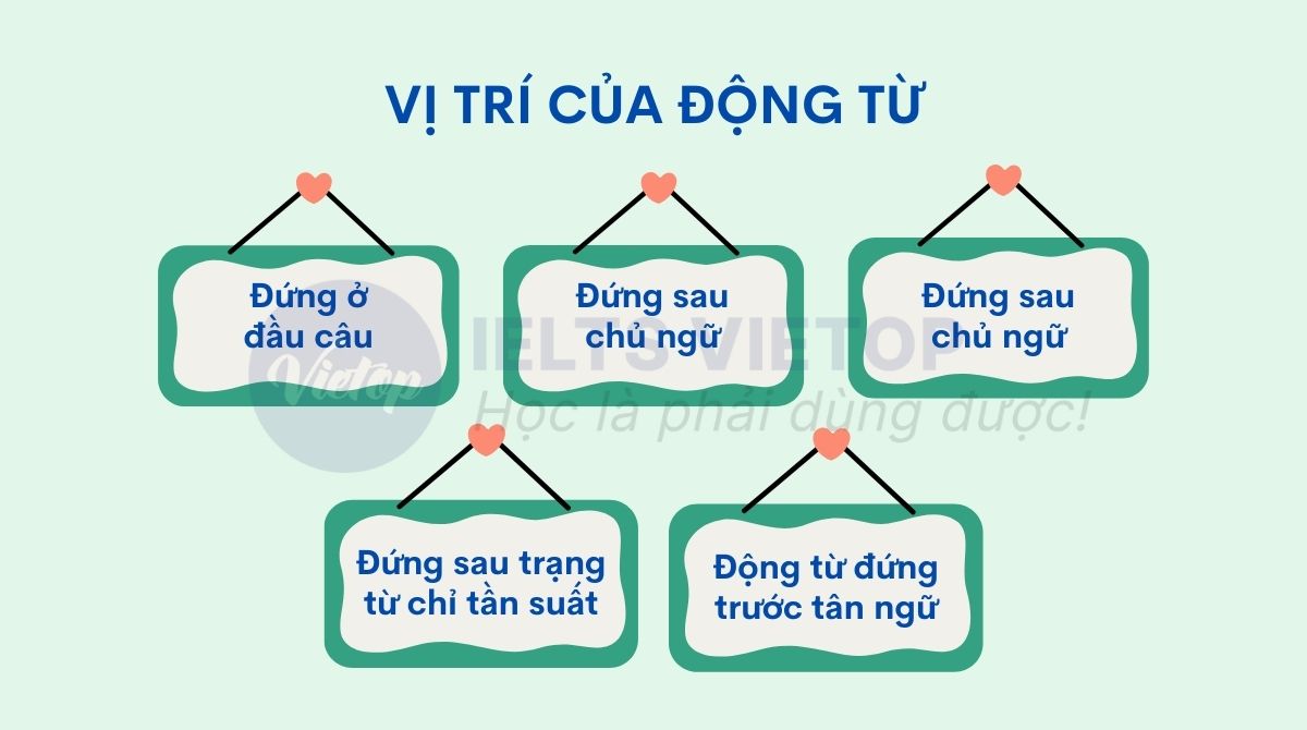 Vị trí của động từ trong câu