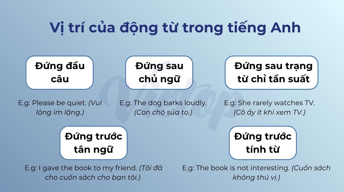 Vị trí của động từ trong tiếng Anh